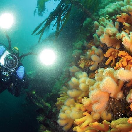 Gulen Dive Resort Dalsøyra Екстериор снимка