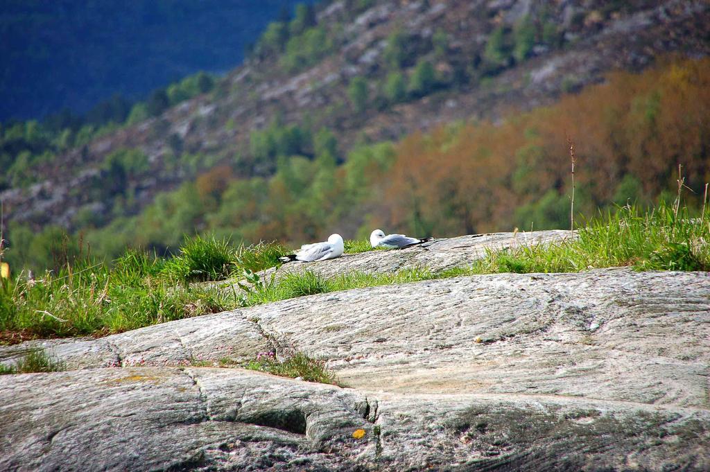 Gulen Dive Resort Dalsøyra Екстериор снимка