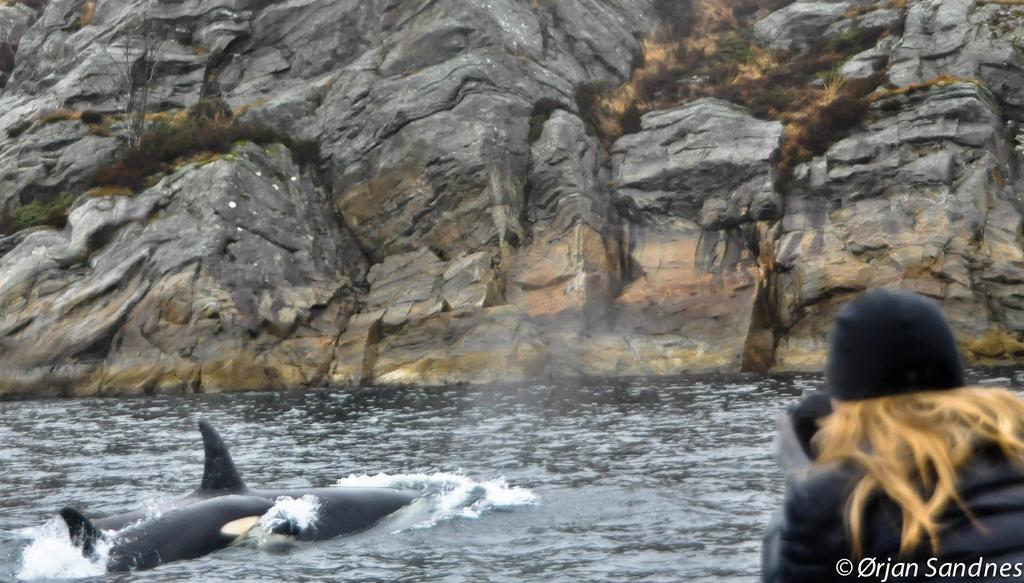 Gulen Dive Resort Dalsøyra Екстериор снимка