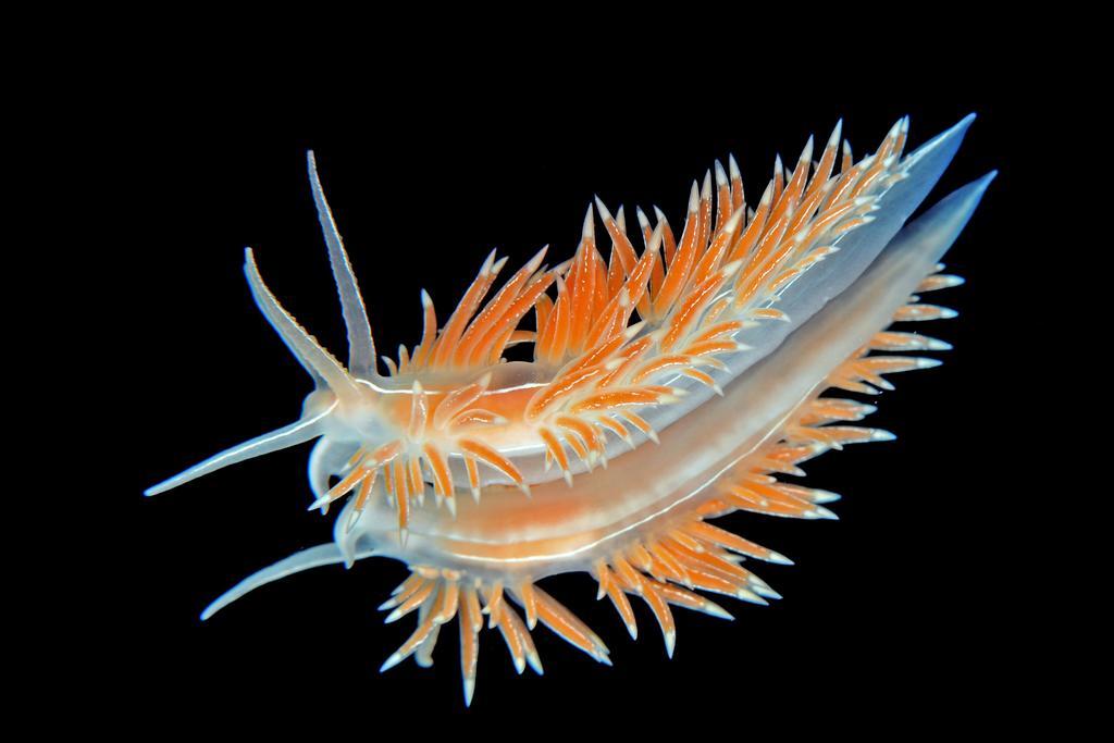 Gulen Dive Resort Dalsøyra Екстериор снимка