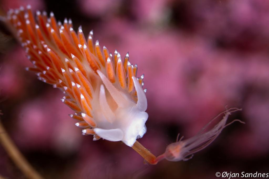 Gulen Dive Resort Dalsøyra Екстериор снимка