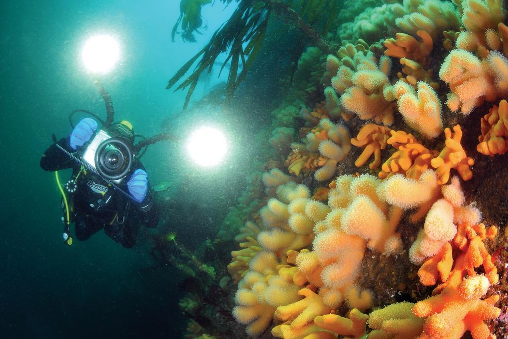 Gulen Dive Resort Dalsøyra Екстериор снимка